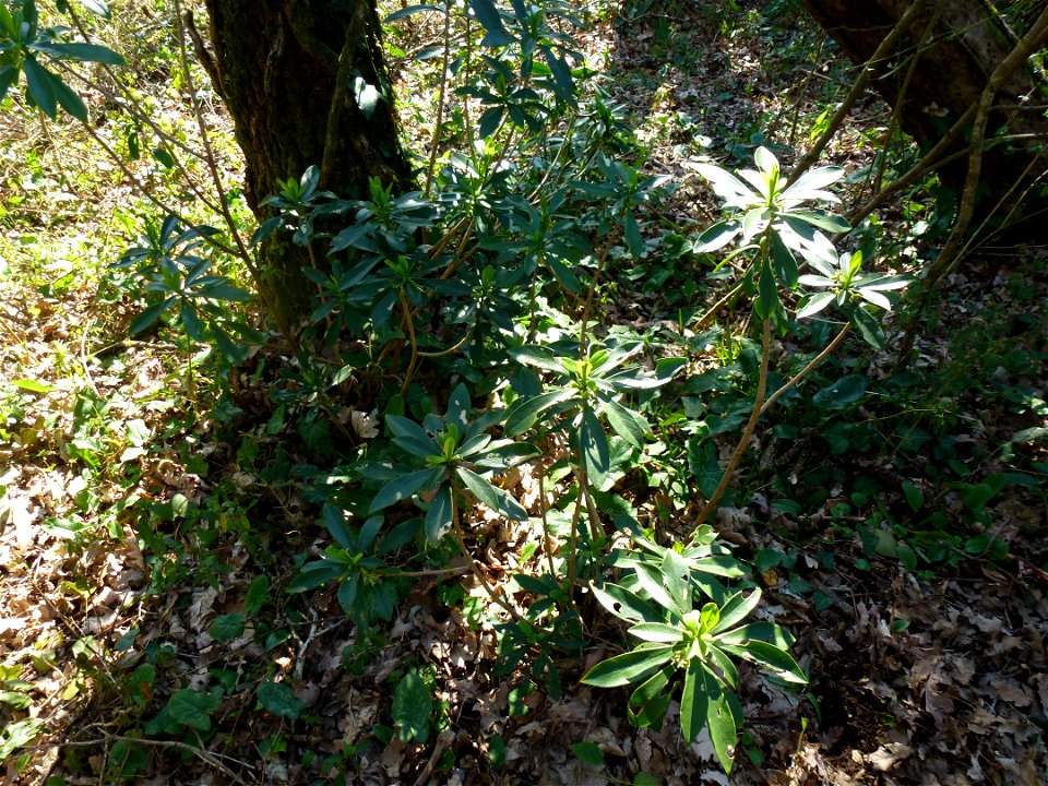 Daphne laureola L., 1753