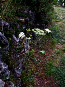Oreoselinum nigrum Delarbre, 1800