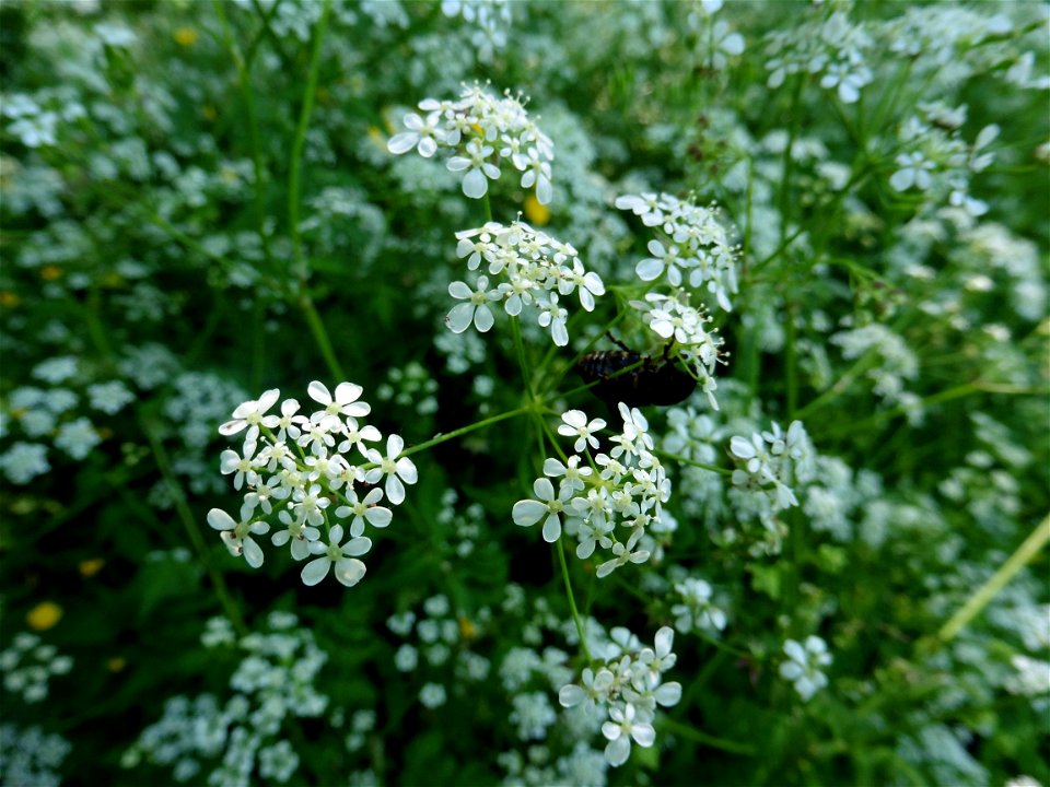 Anthriscus sylvestris (L.) Hoffm., 1814