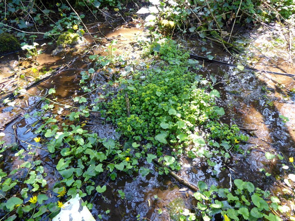 Chrysosplenium oppositifolium L., 1753