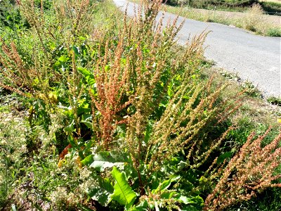 Rumex obtusifolius L., 1753