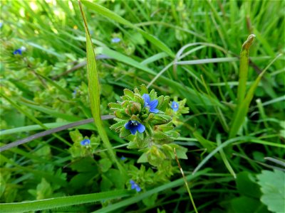 Veronica arvensis L., 1753