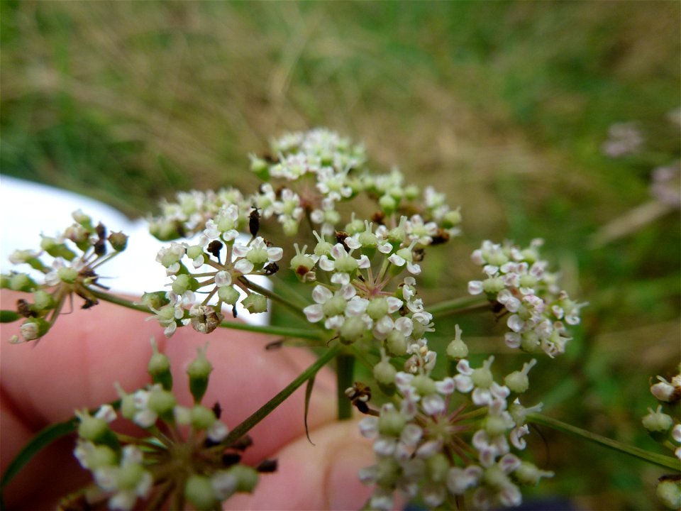 Peucedanum gallicum Latourr., 1785