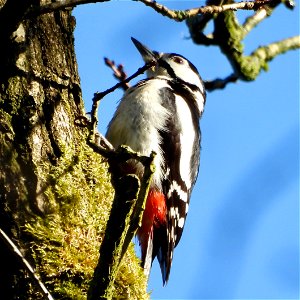 Grote bonte specht
