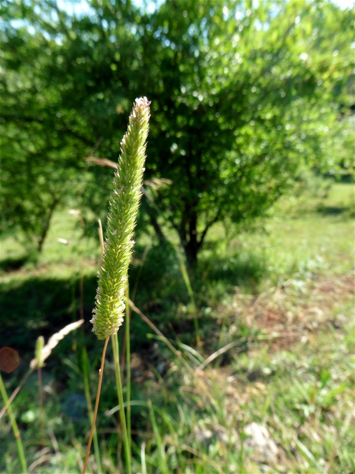 Phleum phleoides (L.) H.Karst., 1880