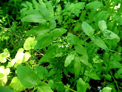 Helosciadium nodiflorum (L.) W.D.J.Koch, 1824