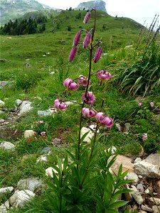 Lilium martagon L., 1753