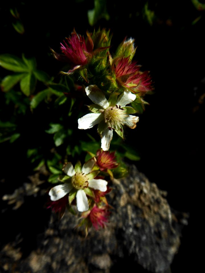Potentilla caulescens subsp. petiolulata (Gaudin) Nyman, 1878