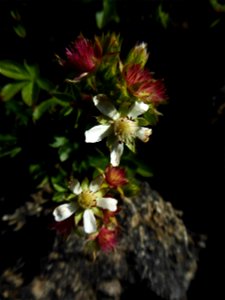 Potentilla caulescens subsp. petiolulata (Gaudin) Nyman, 1878