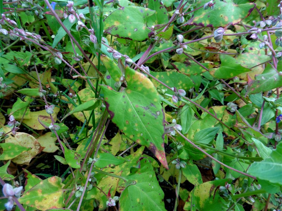 Fallopia convolvulus (L.) Á.Löve, 1970