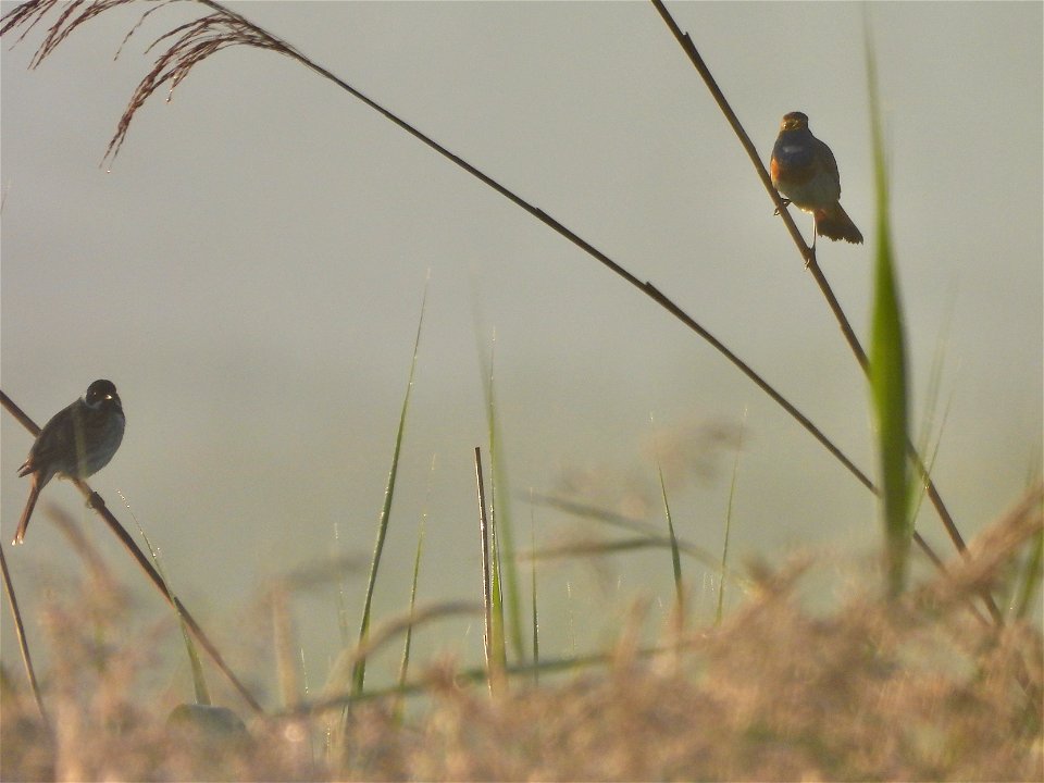 Blauwborst en rietgors