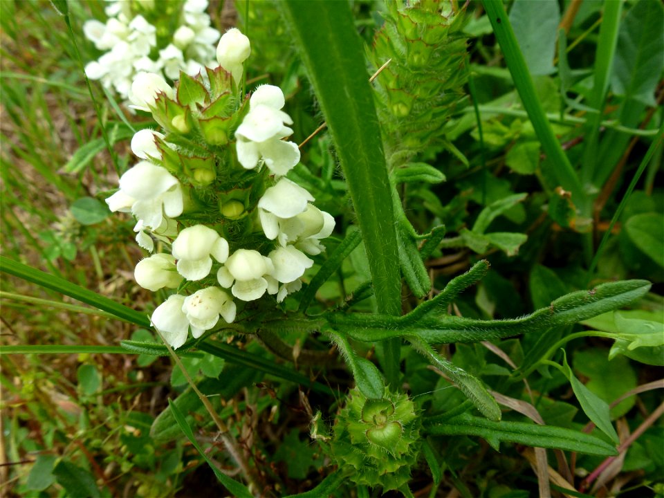 Prunella laciniata (L.) L., 1763