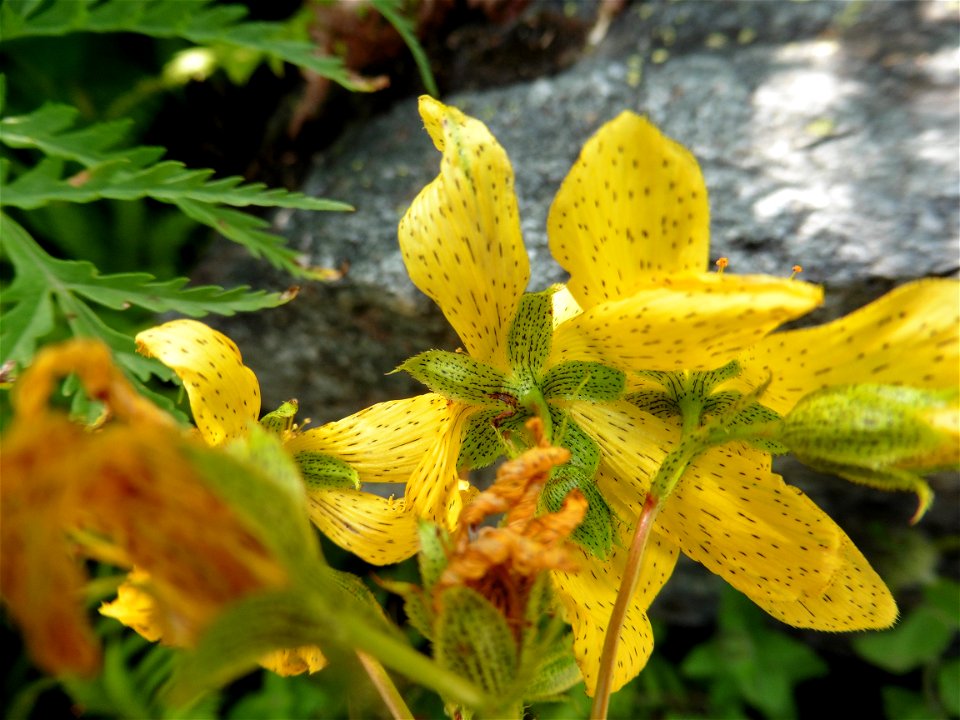 Hypericum montanum L., 1755