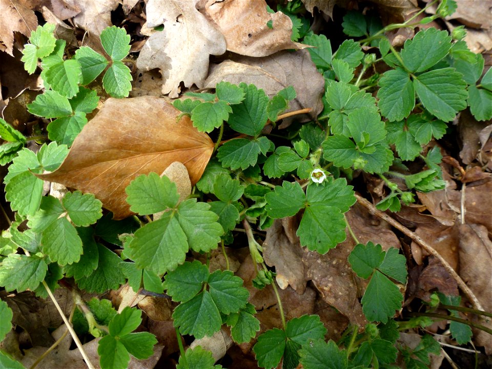 Potentilla sterilis (L.) Garcke, 1856