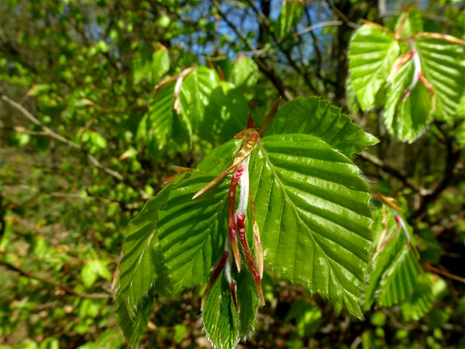 Fagus sylvatica L., 1753