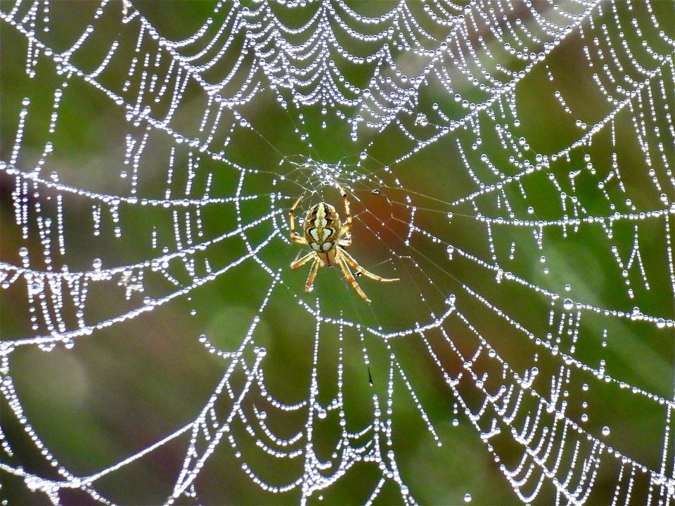 Heidewielwebspin