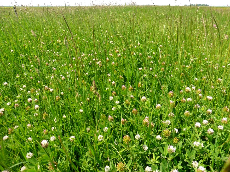 Trifolium squamosum L., 1759