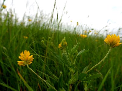 Trifolium patens Schreb., 1804