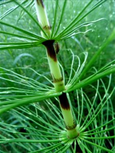 Equisetum telmateia Ehrh., 1783