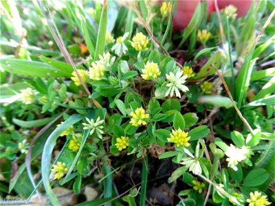 Trifolium dubium Sibth., 1794