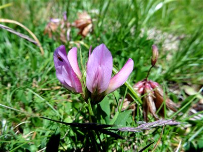 Trifolium alpinum L., 1753