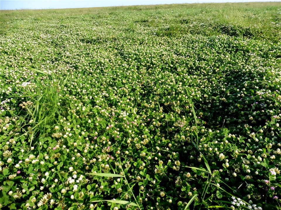 Trifolium michelianum Savi, 1798