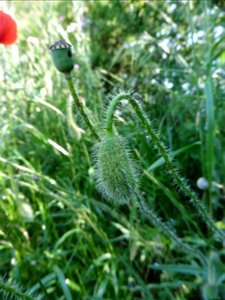 Papaver rhoeas L., 1753