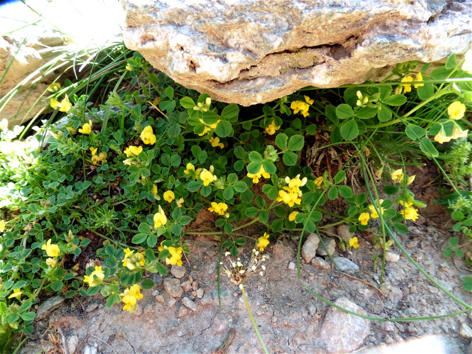 Medicago suffruticosa Ramond ex DC., 1805