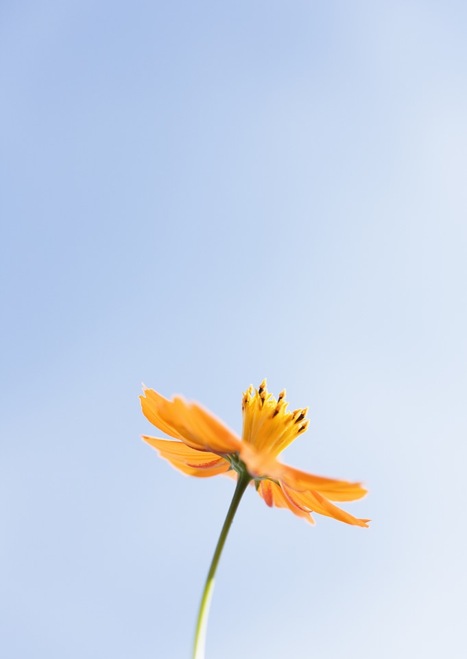 Orange Cosmos flower and blue sky