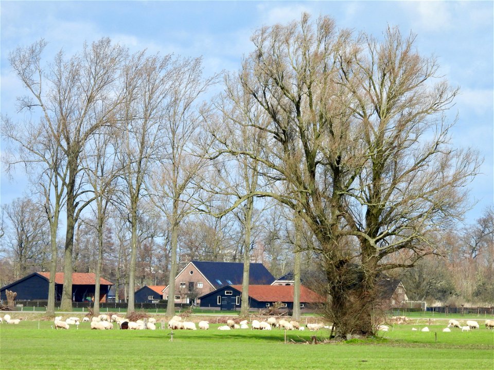 Schapen in het Binnenveld