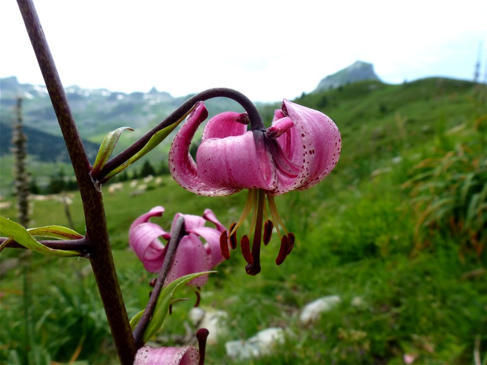 Lilium martagon L., 1753