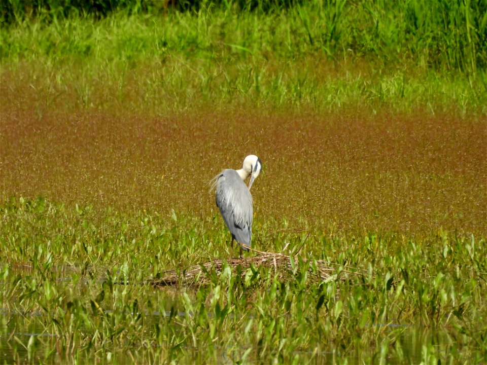 Blauwe reiger