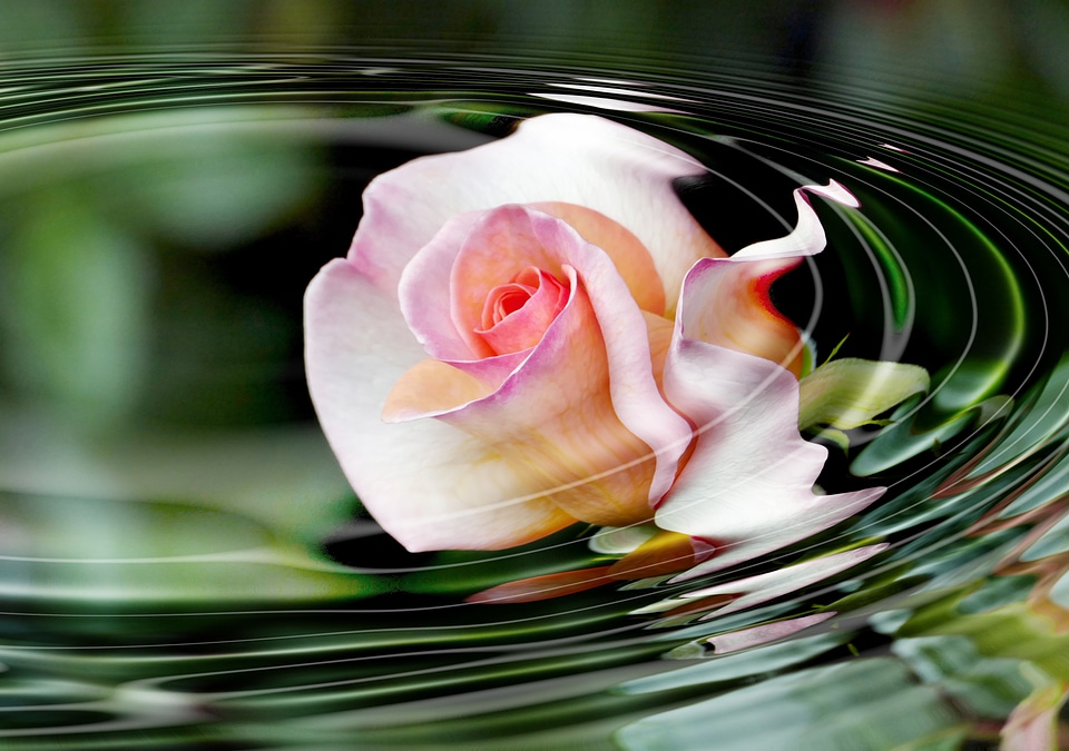 Water ripples. Rose