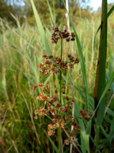 Cladium mariscus (L.) Pohl, 1809