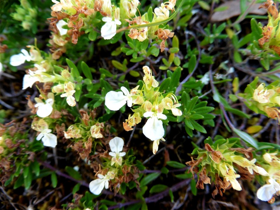 Teucrium montanum L., 1753