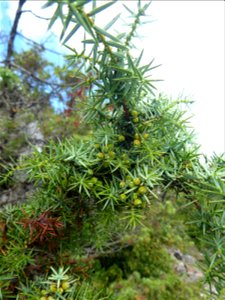 Juniperus communis L., 1753