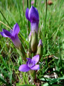 Gentianella campestris (L.) Börner, 1912