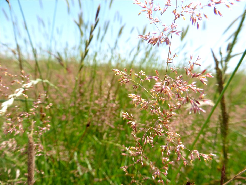 Agrostis capillaris L., 1753