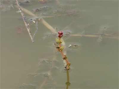 Myriophyllum spicatum L., 1753