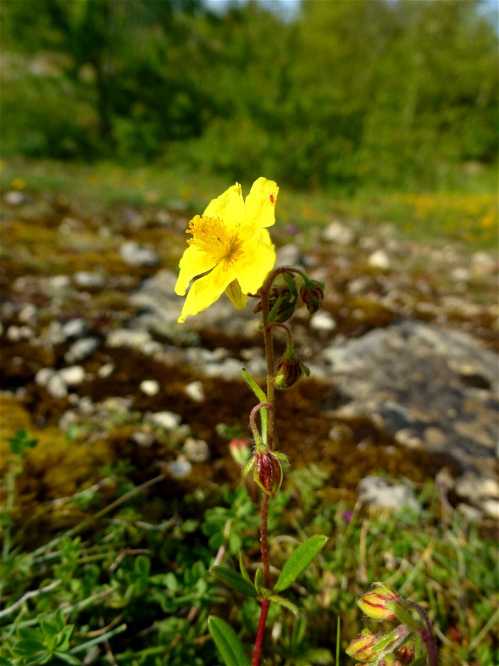 Helianthemum nummularium (L.) Mill., 1768