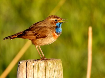 Blauwborst
