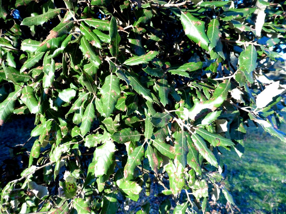Quercus ilex L., 1753