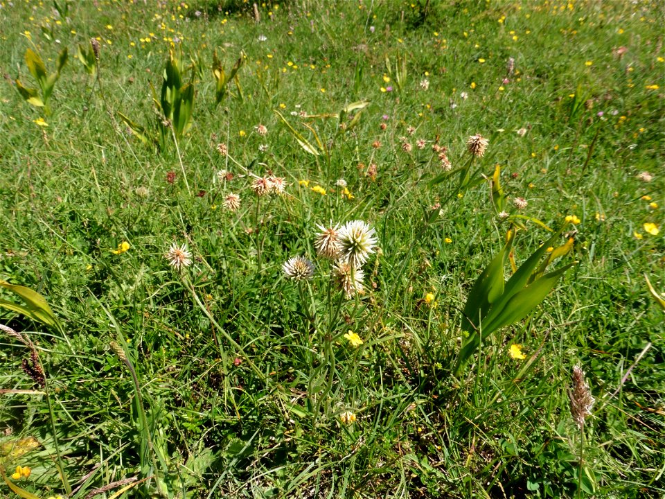 Trifolium montanum L., 1753