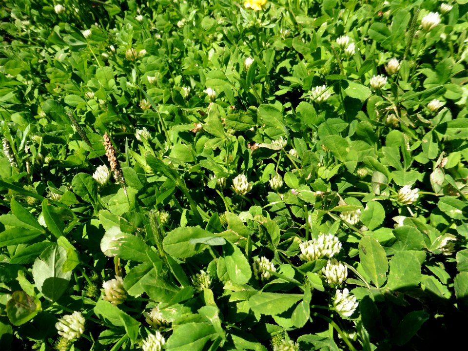 Trifolium michelianum Savi, 1798