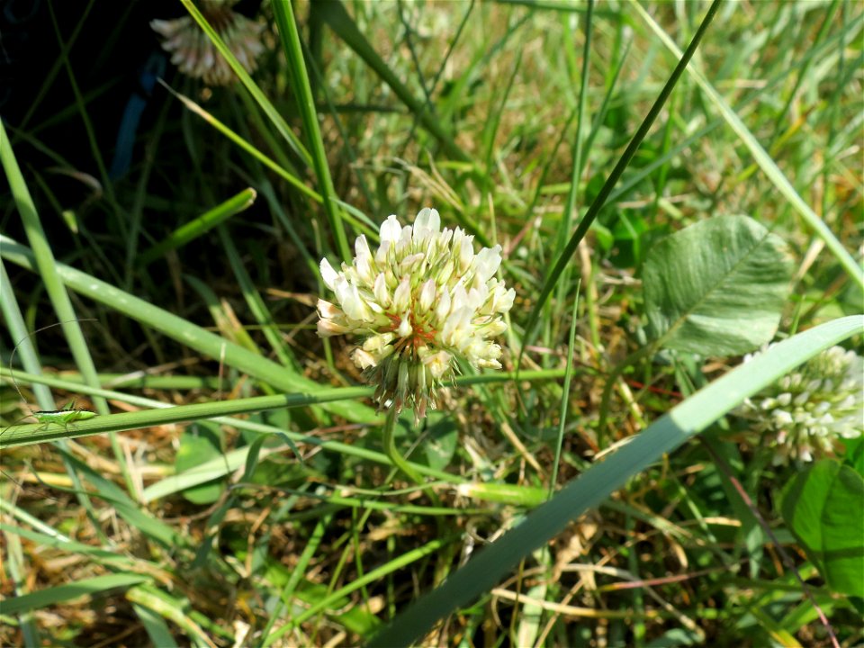 Trifolium repens L., 1753