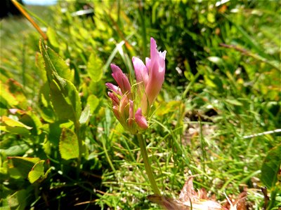 Trifolium alpinum L., 1753