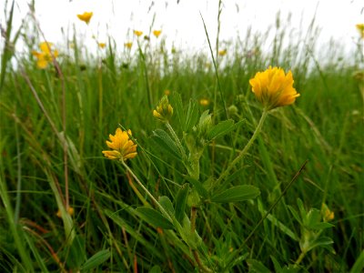 Trifolium patens Schreb., 1804