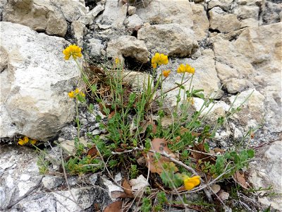 Coronilla minima L., 1756