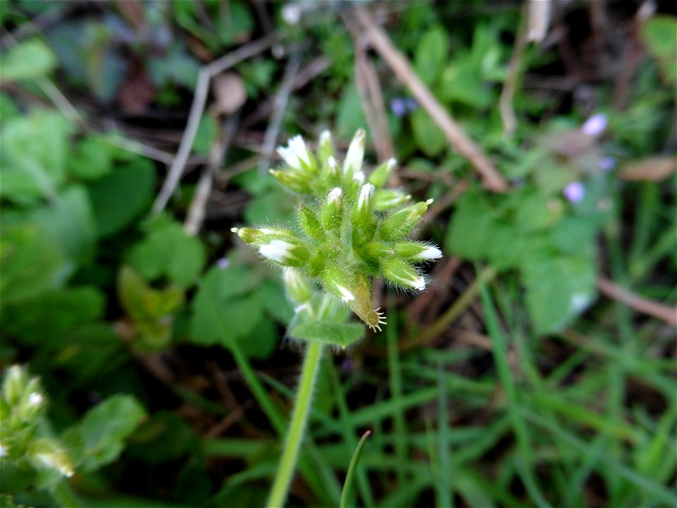 Cerastium glomeratum Thuill., 1799