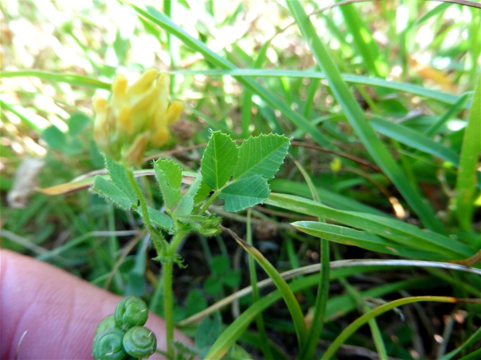Medicago italica (Mill.) Fiori, 1921